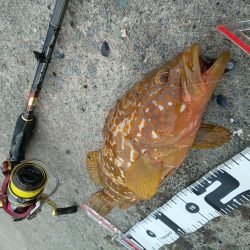 まづめエギング諦めたら尺アコウ