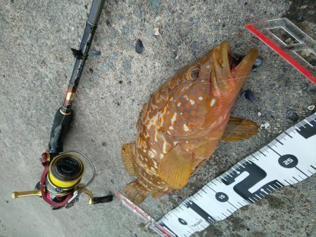 まづめエギング諦めたら尺アコウ