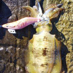 午後からエギング