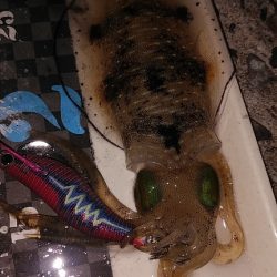 コロッケサイズのアオリイカ