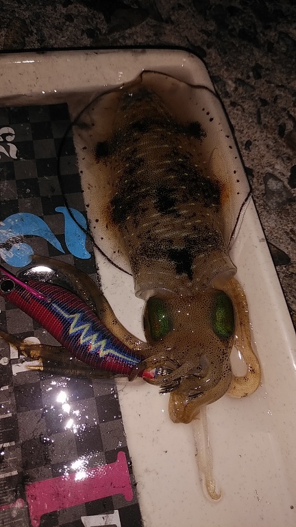 コロッケサイズのアオリイカ