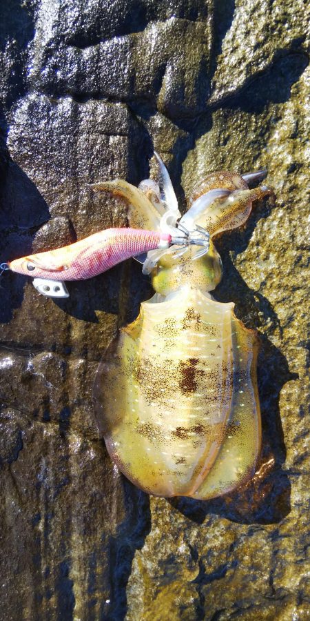 午後からエギング