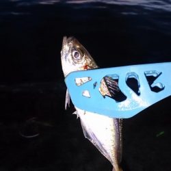 タチウオはいない