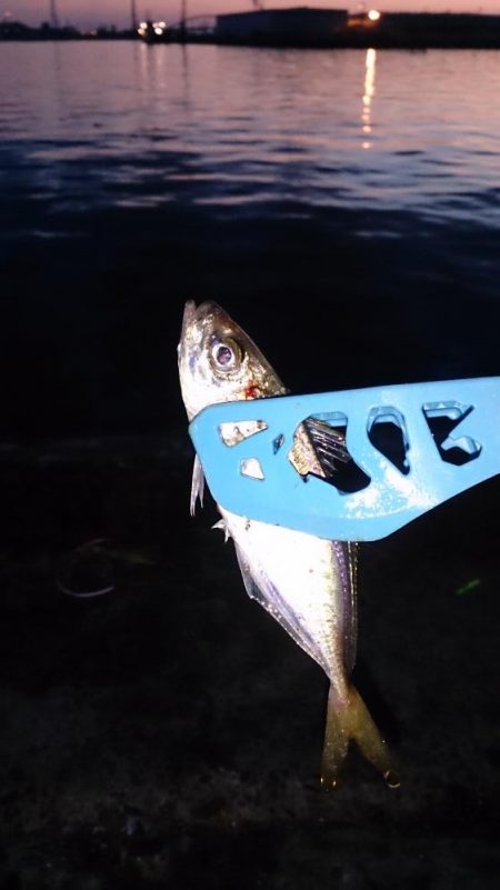 タチウオはいない