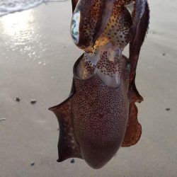 午後からエギングヘ