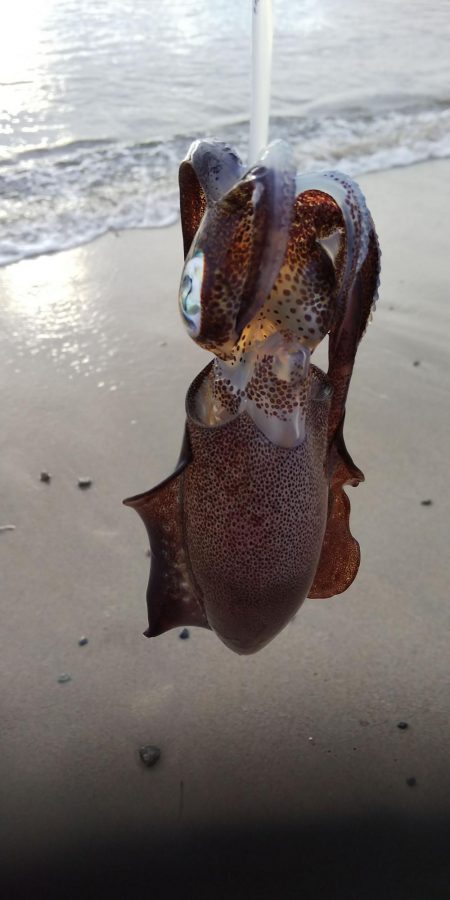 午後からエギングヘ