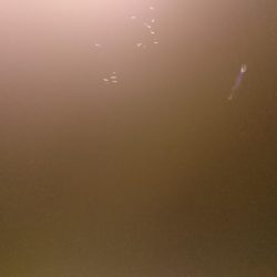 今年初シーバス