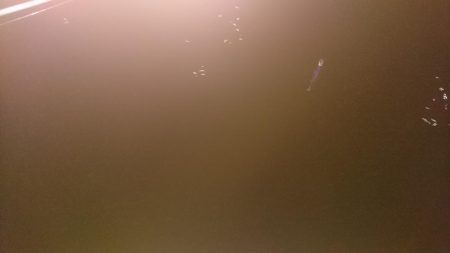 今年初シーバス