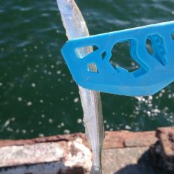 サヨリ まだまだ小さい