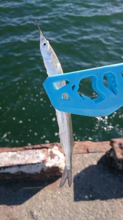 サヨリ まだまだ小さい