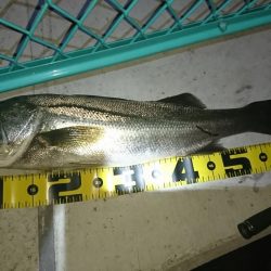 湾奥ライトシーバス