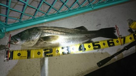 湾奥ライトシーバス