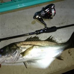 淀川ライトシーバス