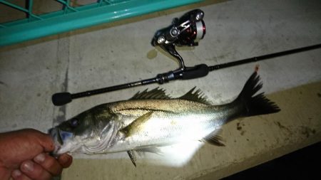 淀川ライトシーバス