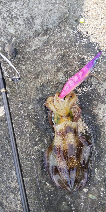 午後からエギング