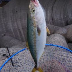 いい潮のわりに…