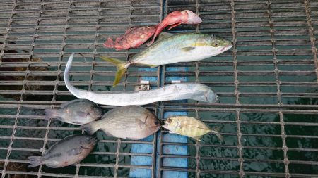 初めての海釣り公園