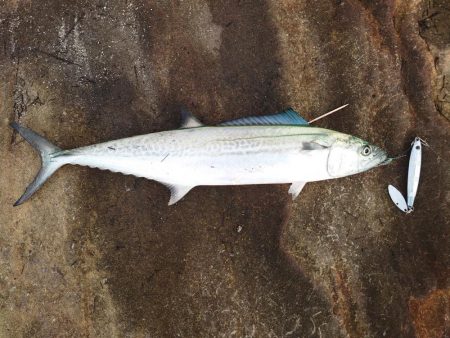 初投稿です:サゴシのナブラ撃ちしました