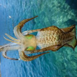 初のメーター！