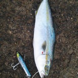 渋いぞ加太！！