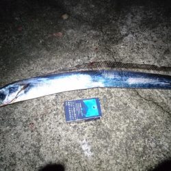 一年ぶりの貝塚