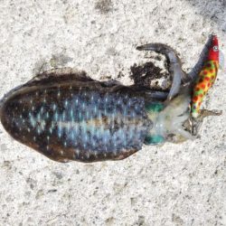 アオリイカ解禁