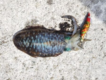 アオリイカ解禁