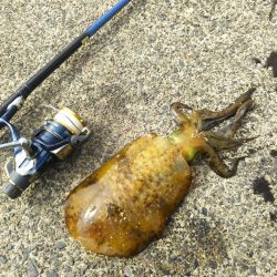 ヤエンのシーズン