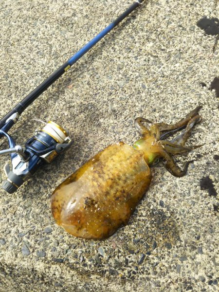 ヤエンのシーズン