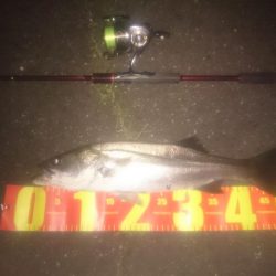 円山川シーバス