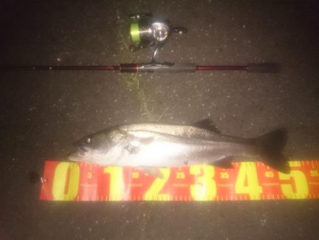 円山川シーバス