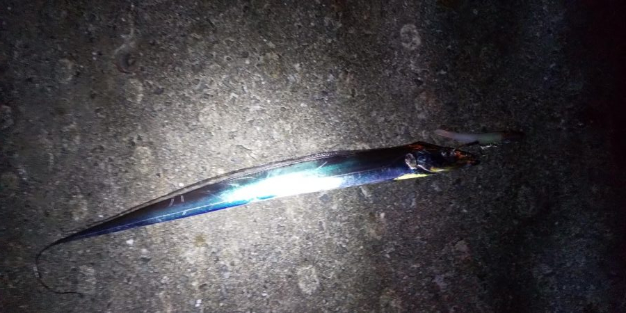 シーズンインと言うにはちょっと早い？