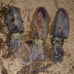 出張先でエギング、アジング