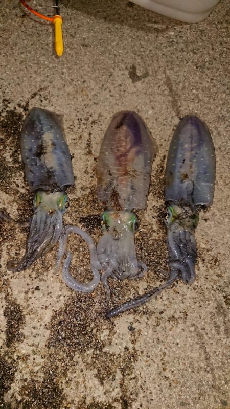 出張先でエギング、アジング