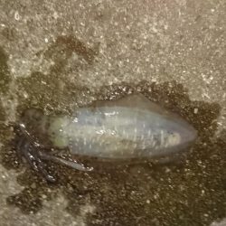 ヤエンがしたいがアジがない