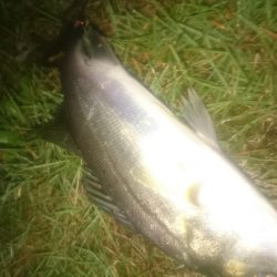 円山川チーバス