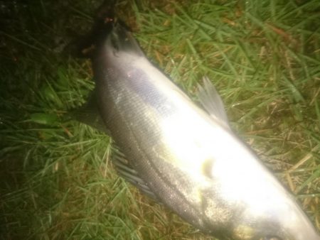 円山川チーバス