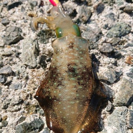 大きくなれよぅ