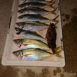 アジからのタチウオと海蛇