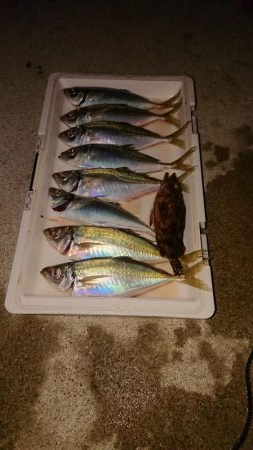 アジからのタチウオと海蛇