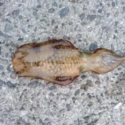 雨が降る前に今週も行って来ました。