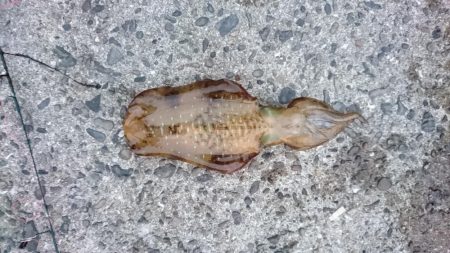 雨が降る前に今週も行って来ました。