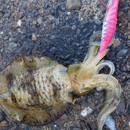 久しぶりの良型!