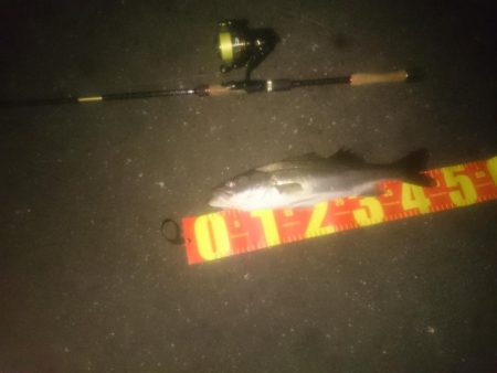 円山川シーバス