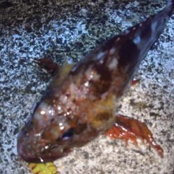 神戸のとある沖堤防