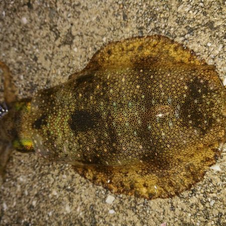 雨にも負けずイカを釣る