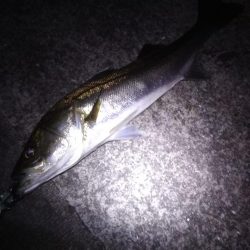 マイワシパターン??