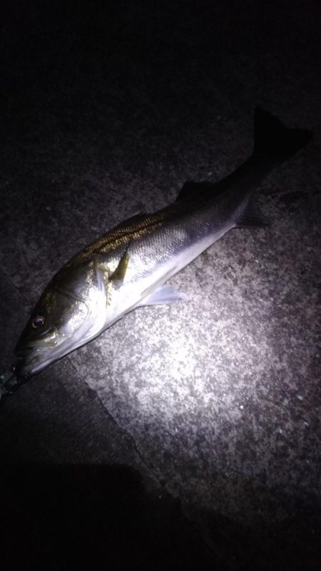 マイワシパターン??