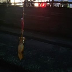 シーズン初イカ