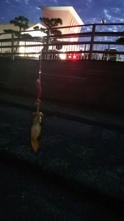 シーズン初イカ